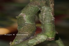 Goniothalamus wynaadensis